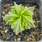 Astrophytum myriostigma nudum fukuryu