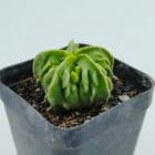 Astrophytum myriostigma nudum fukuryu