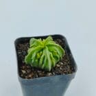 Astrophytum myriostigma nudum fukuryu
