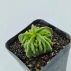 Astrophytum myriostigma nudum fukuryu