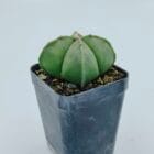 Astrophytum myriostigma quadricostatum