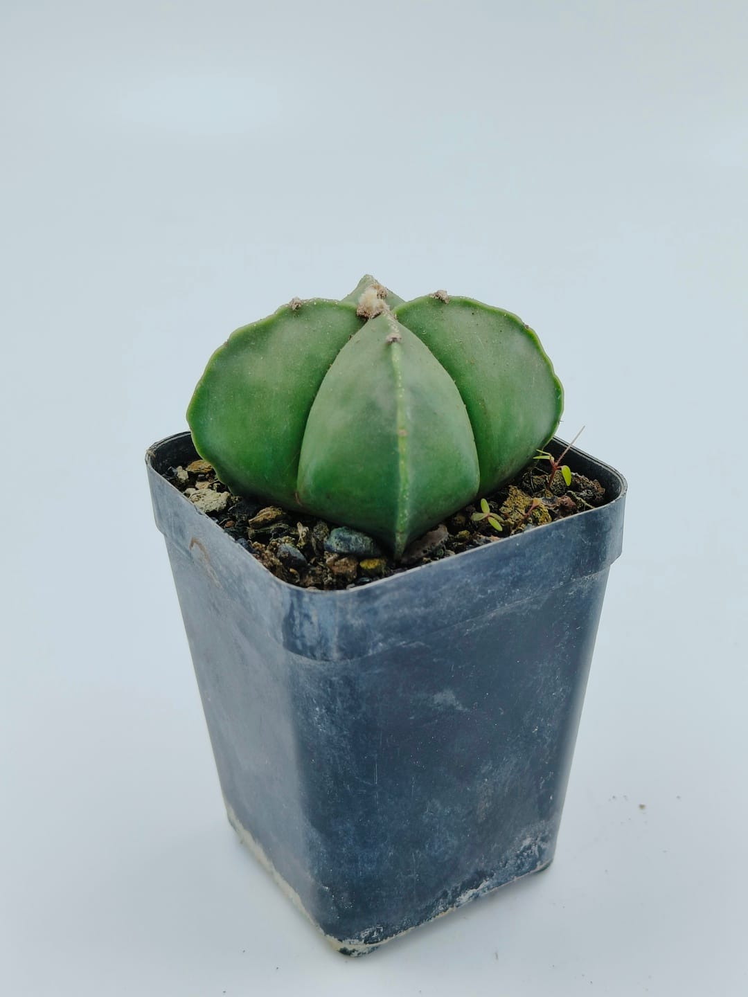 Astrophytum myriostigma quadricostatum