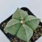 Astrophytum myriostigma quadricostatum
