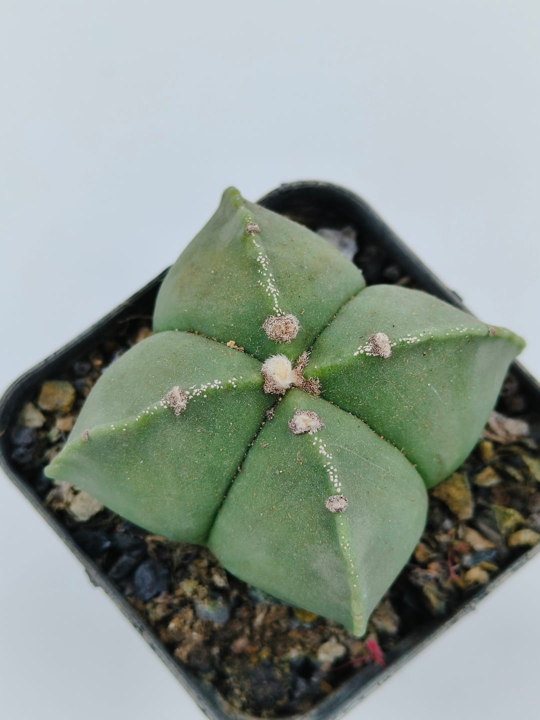 Astrophytum myriostigma quadricostatum