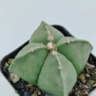 Astrophytum myriostigma quadricostatum