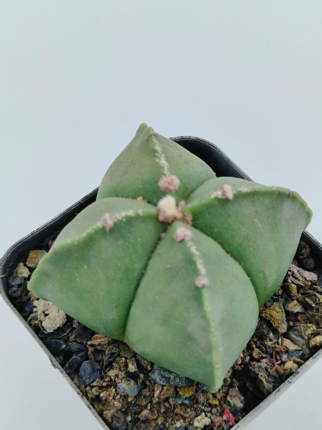 Astrophytum myriostigma quadricostatum