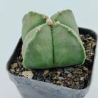 Astrophytum myriostigma quadricostatum