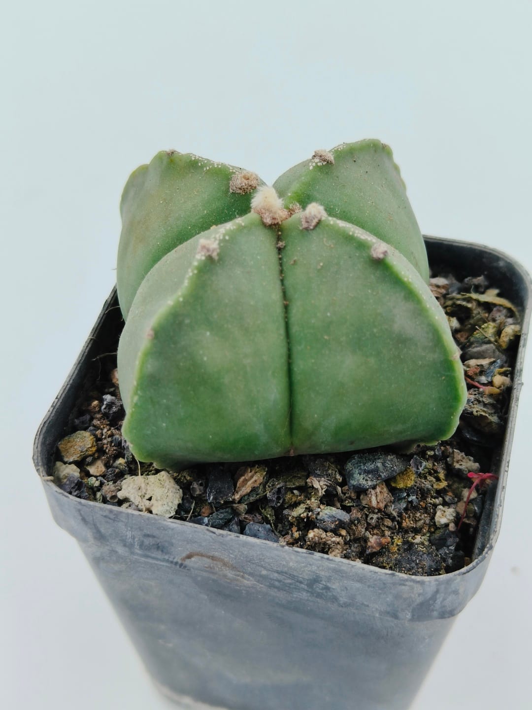 Astrophytum myriostigma quadricostatum Astrophytum myriostigma quadricostatum