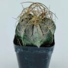 Astrophytum capricorne