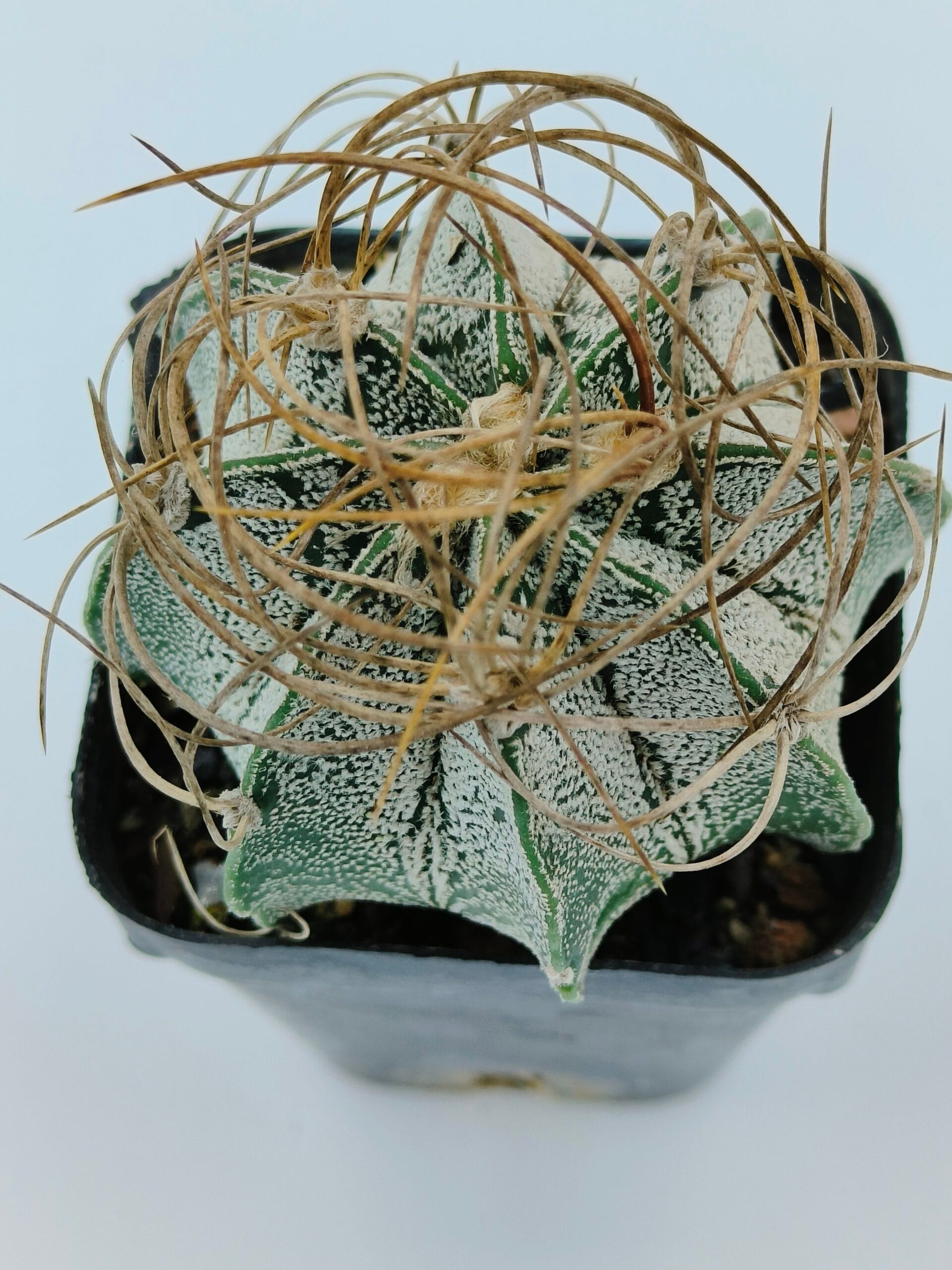 Astrophytum capricorne