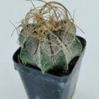 Astrophytum capricorne