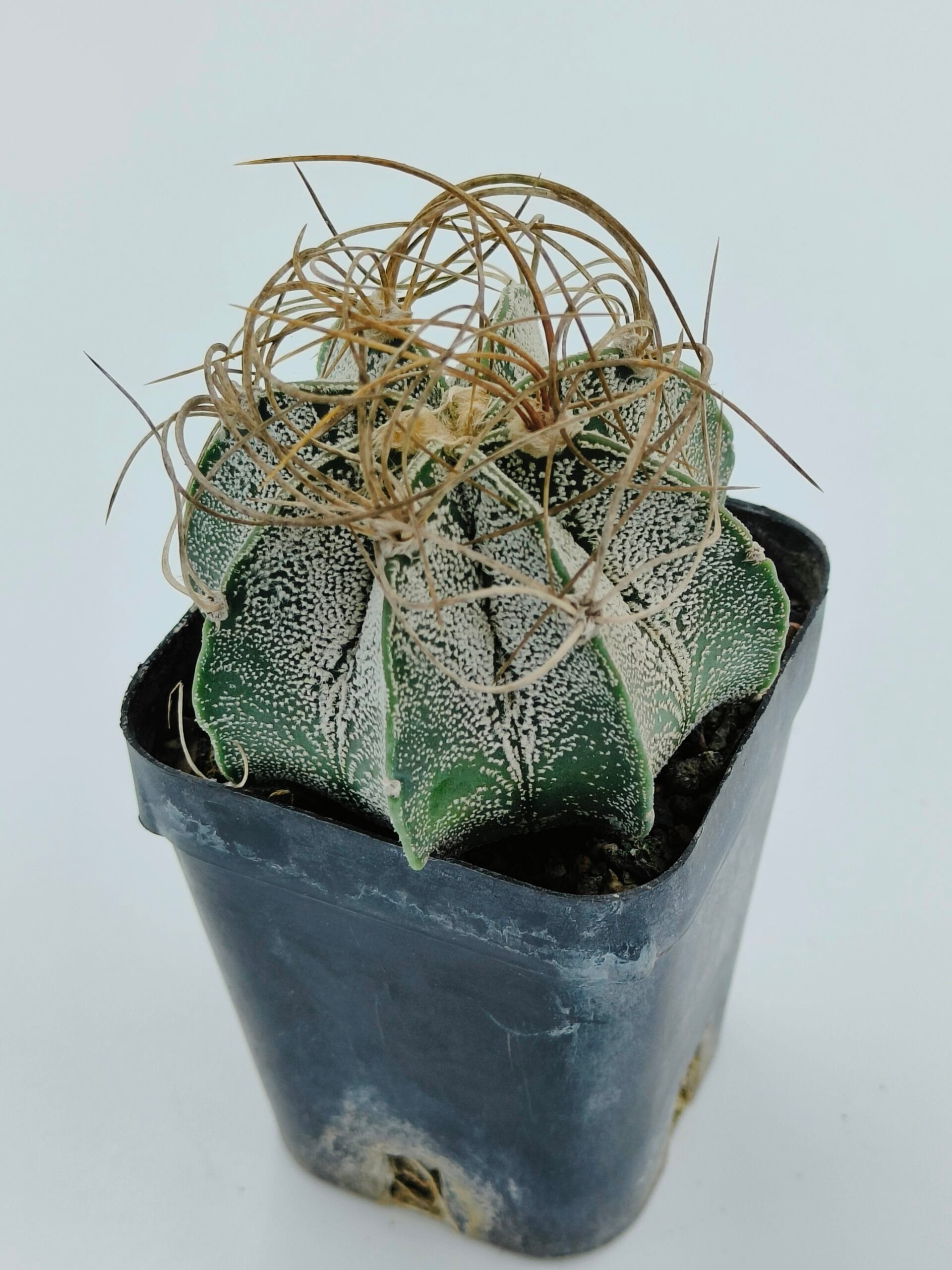 Astrophytum capricorne