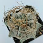 Astrophytum capricorne