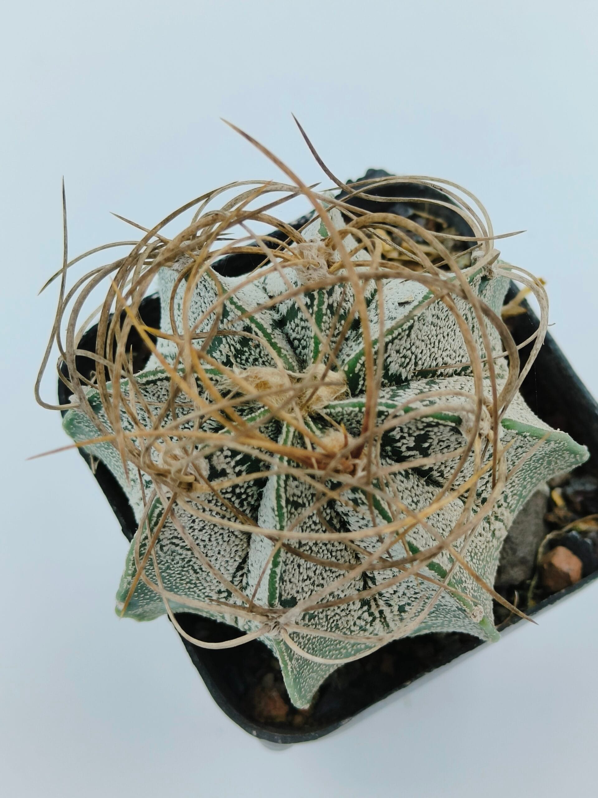 Astrophytum capricorne