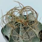 Astrophytum capricorne