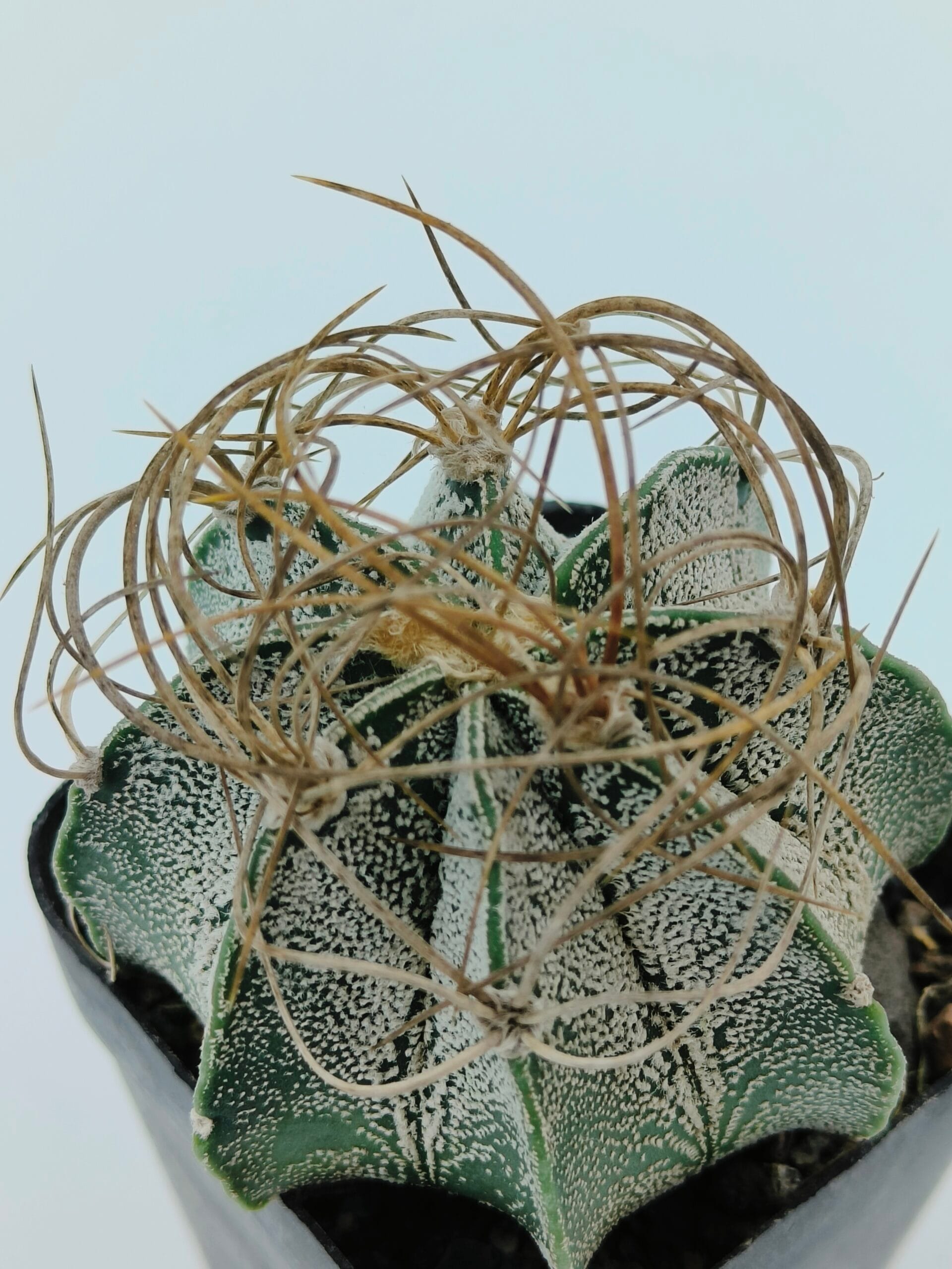 Astrophytum capricorne Astrophytum capricorne