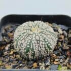 Astrophytum asterias cv Super Kabuto