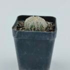 Astrophytum asterias cv Super Kabuto