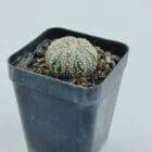Astrophytum asterias cv Super Kabuto