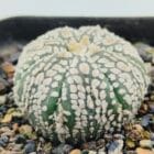 Astrophytum asterias cv Super Kabuto