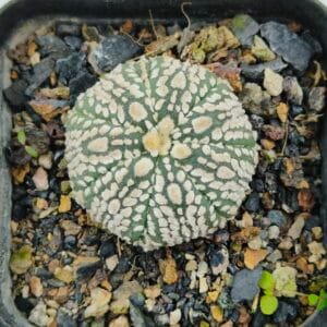 Astrophytum asterias cv Super Kabuto