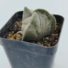 Astrophytum myriostigma tricostratum
