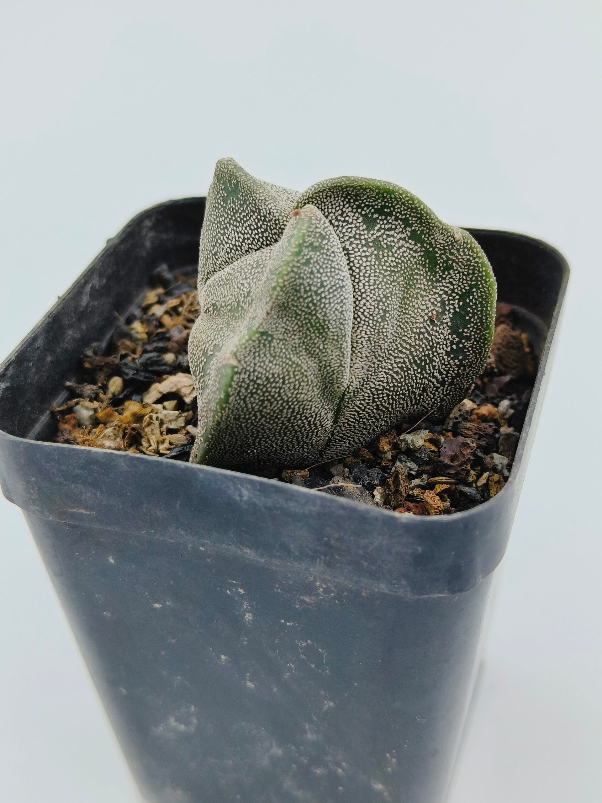 Astrophytum myriostigma tricostratum Astrophytum myriostigma tricostratum
