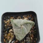 Astrophytum myriostigma tricostratum