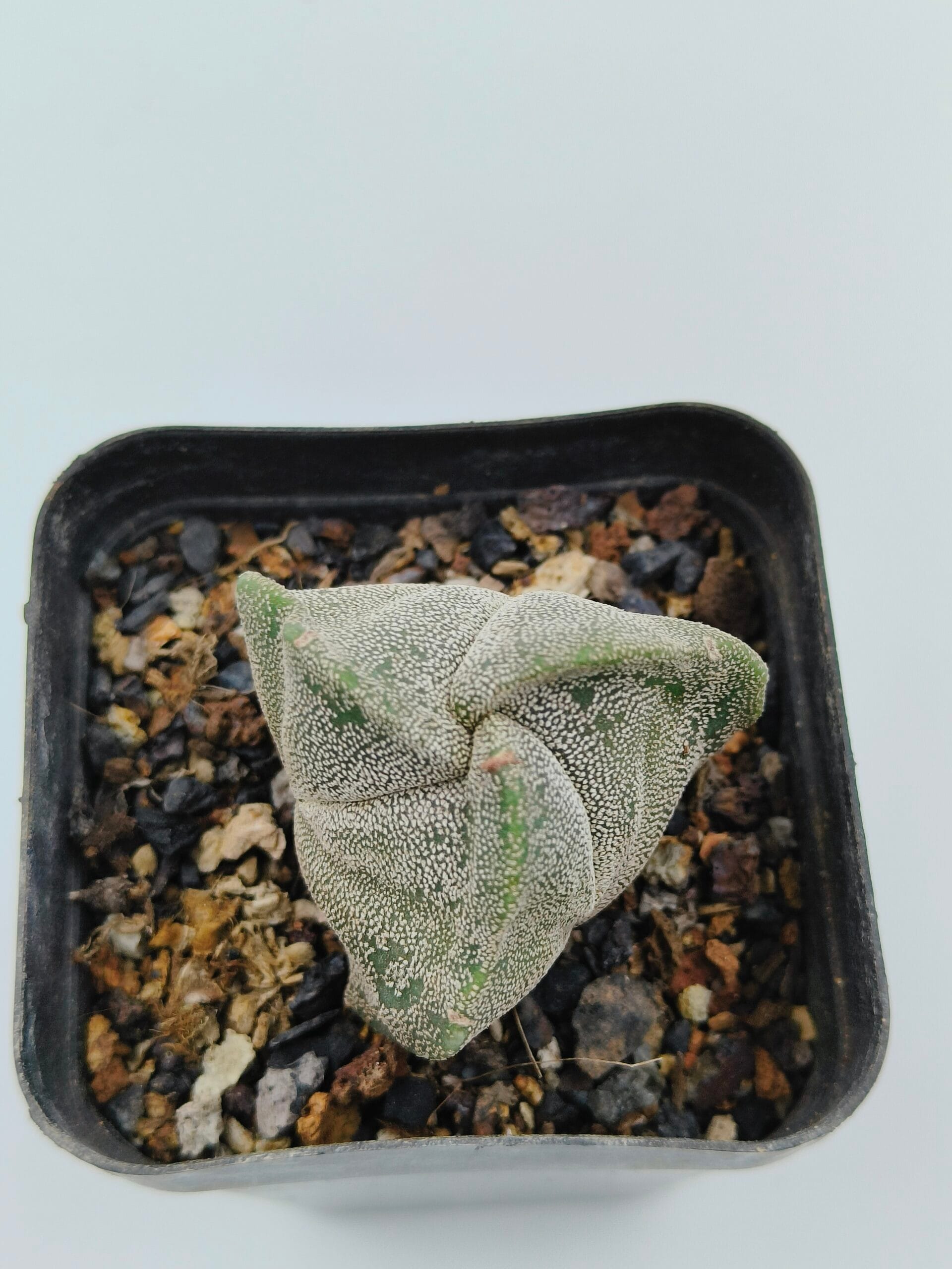 Astrophytum myriostigma tricostratum