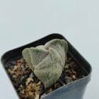 Astrophytum myriostigma tricostratum