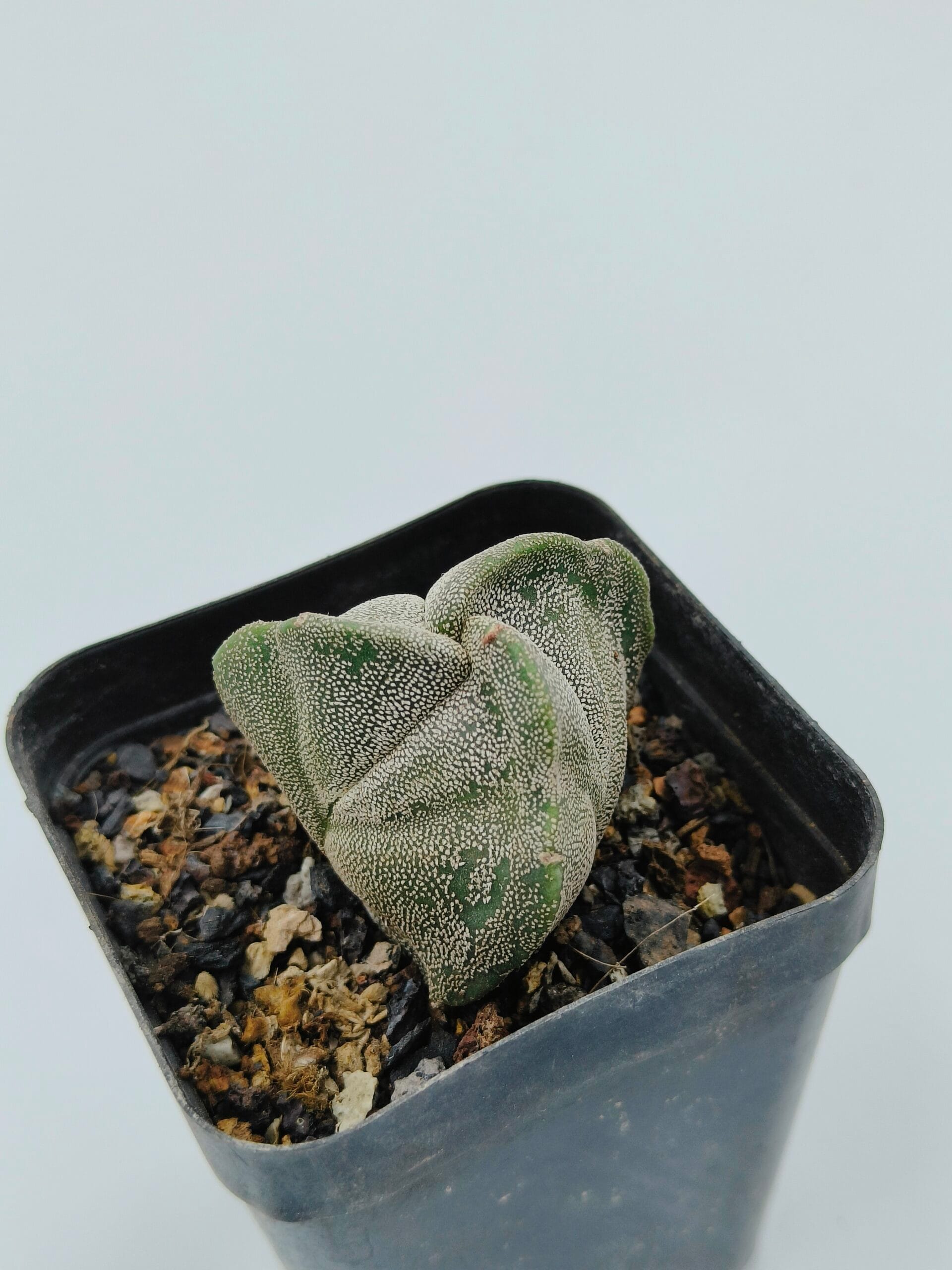 Astrophytum myriostigma tricostratum