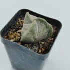 Astrophytum myriostigma tricostratum