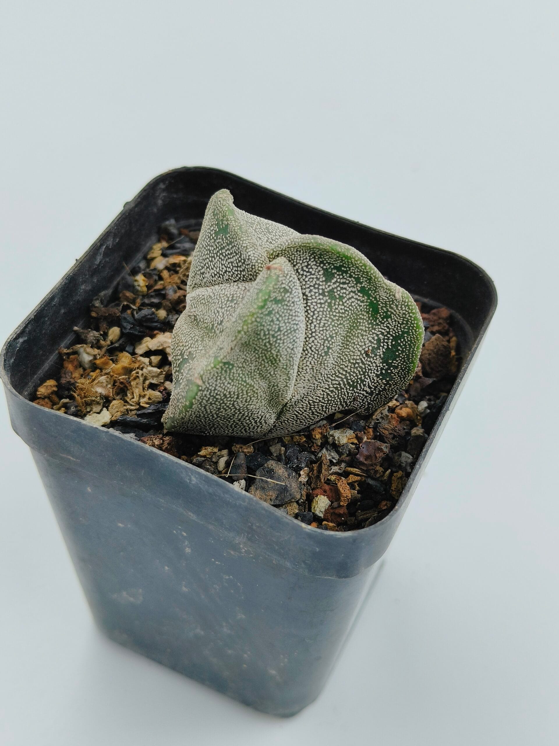 Astrophytum myriostigma tricostratum