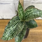 Sansevieria Cleopatra