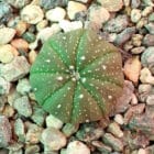 Astrophytum asterias