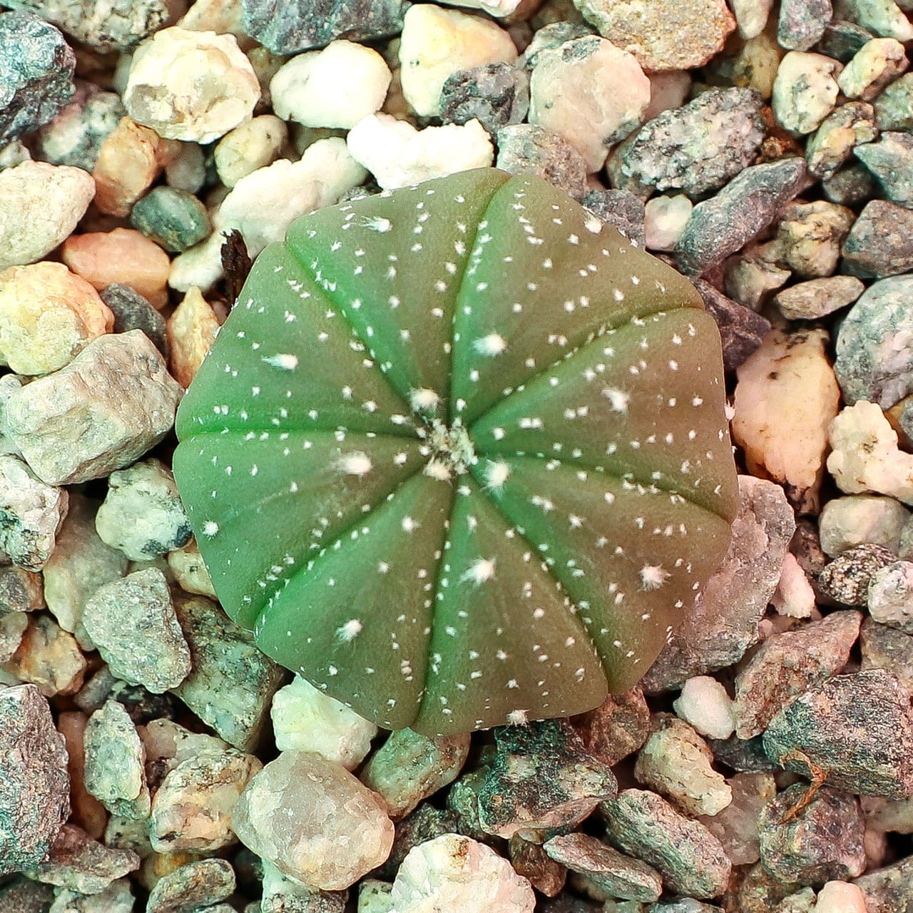 Astrophytum asterias