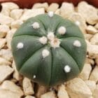 Astrophytum asterias