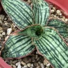 Sansevieria Cleopatra