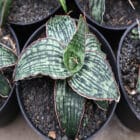 Sansevieria Cleopatra