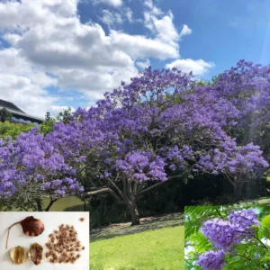 Jacaranda seeds