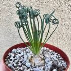 Albuca Spiralis