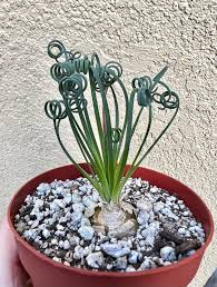 Albuca Spiralis