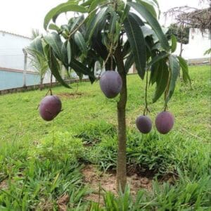 Miyazaki Japanese Grafted Mango