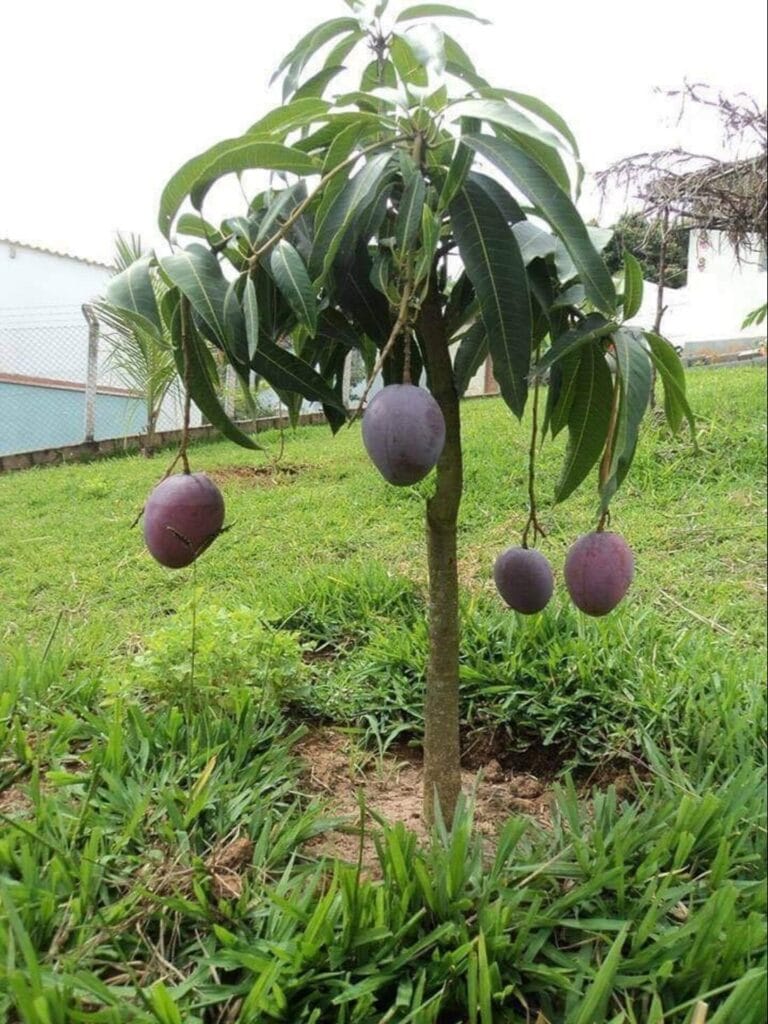 Miyazaki Japanese Grafted Mango