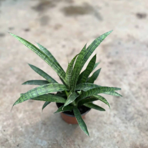 Sansevieria Lilliput