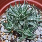 Aloe Hybrid Descoingsii X Hawarthioides