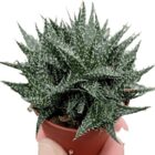 Aloe Hybrid Descoingsii X Hawarthioides