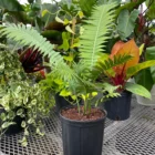 Dioon Spinulosum Cycad