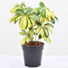 Schefflera Variegated Plant