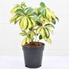Schefflera Variegated Plant